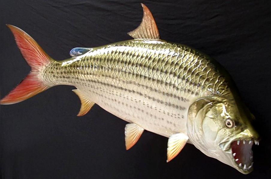 非洲虎鱼 分布于非洲刚果的肉食性动物 头条百科