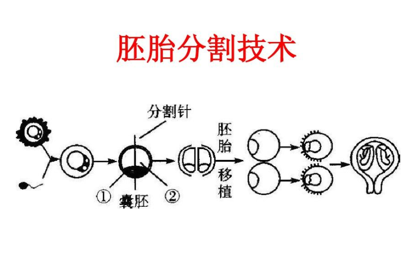 胚胎分割 快懂百科