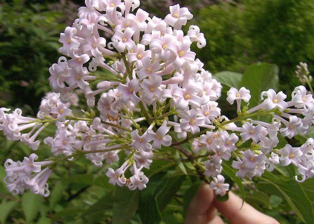 丁子香 快懂百科