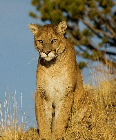 美洲狮 快懂百科