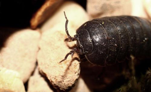 土鳖虫偏方 快懂百科