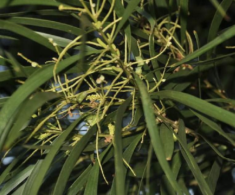 台湾相思[豆科金合欢属植物] - 抖音百科