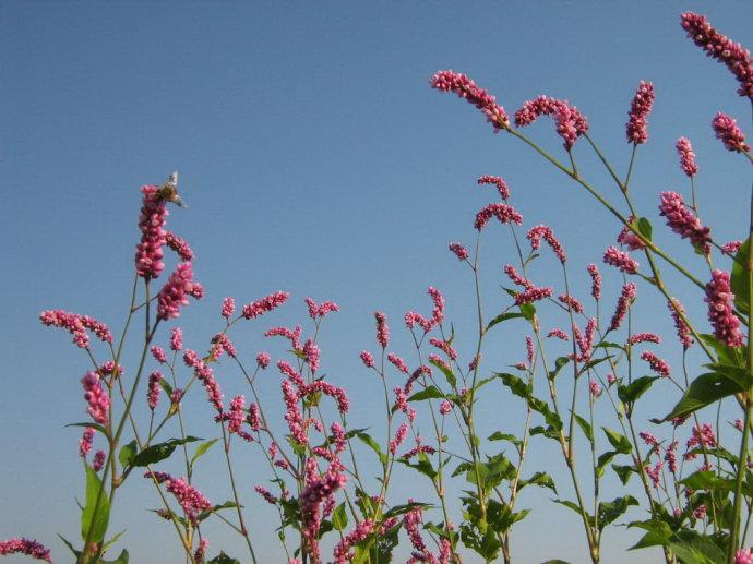 蓼花 快懂百科