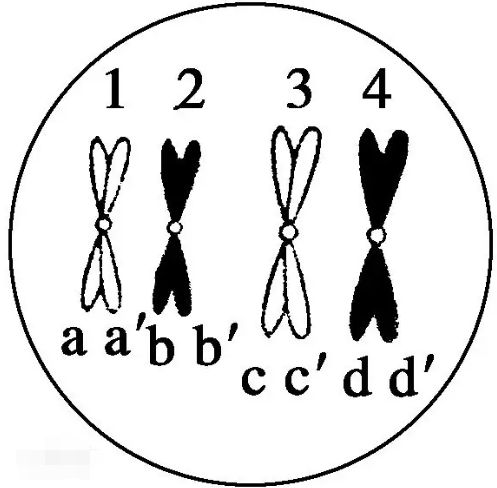 同源染色体 快懂百科