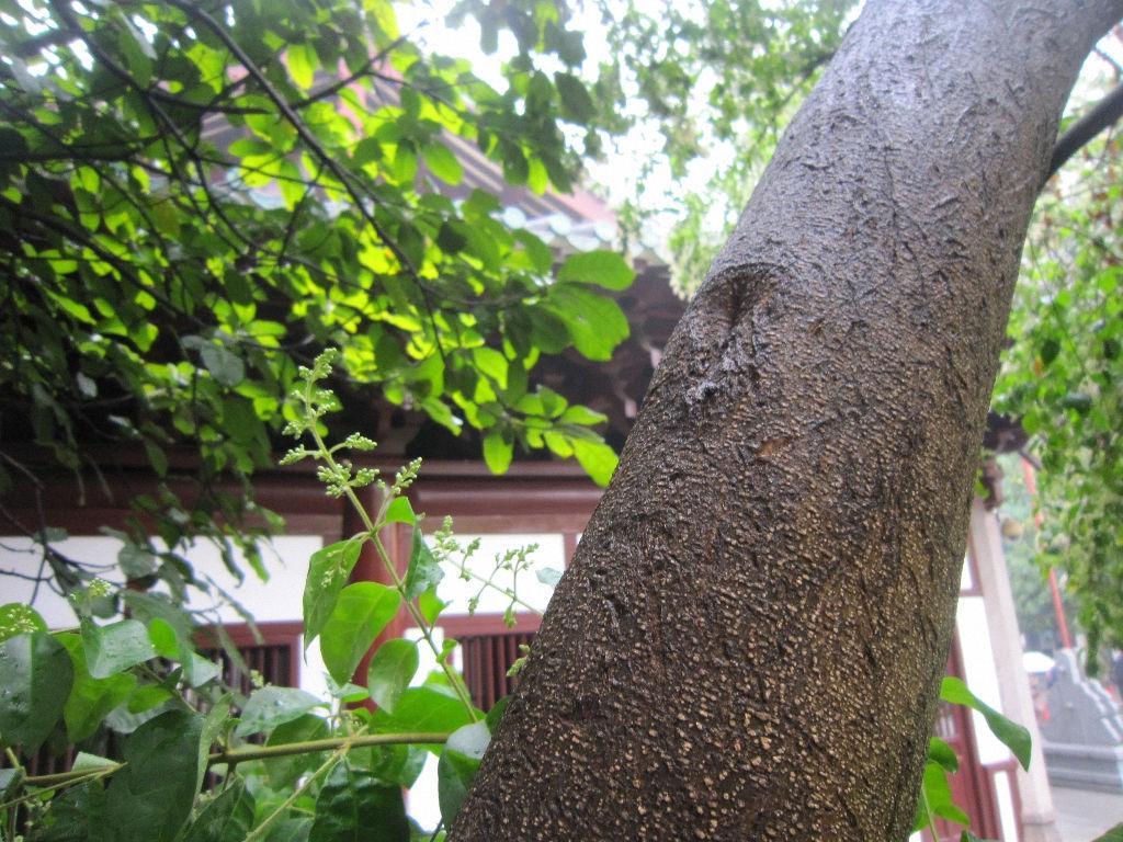 川滇蜡树 快懂百科