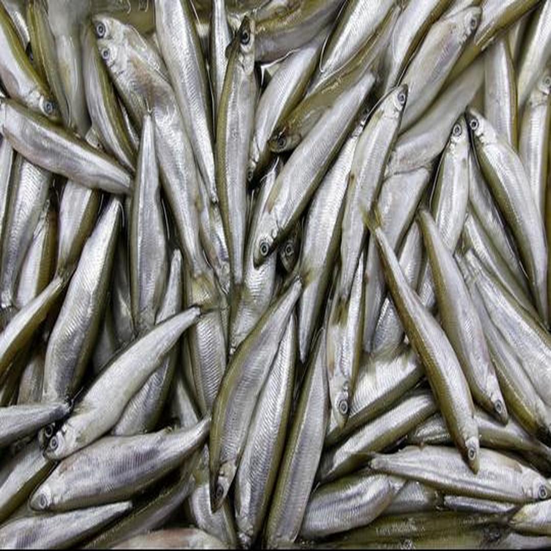 形态特征凤鲚凤鲚(coilia mystus)属于河口性洄游鱼类,平时栖息于浅海