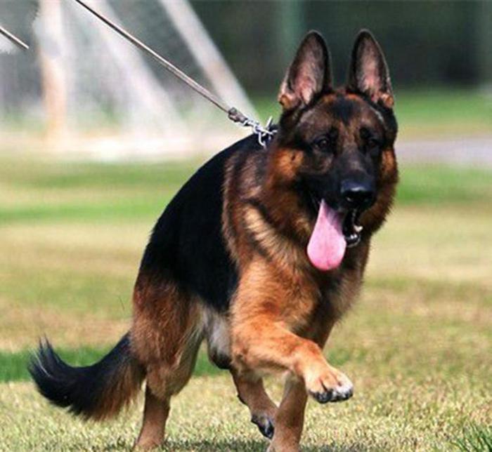 赛级犬 快懂百科