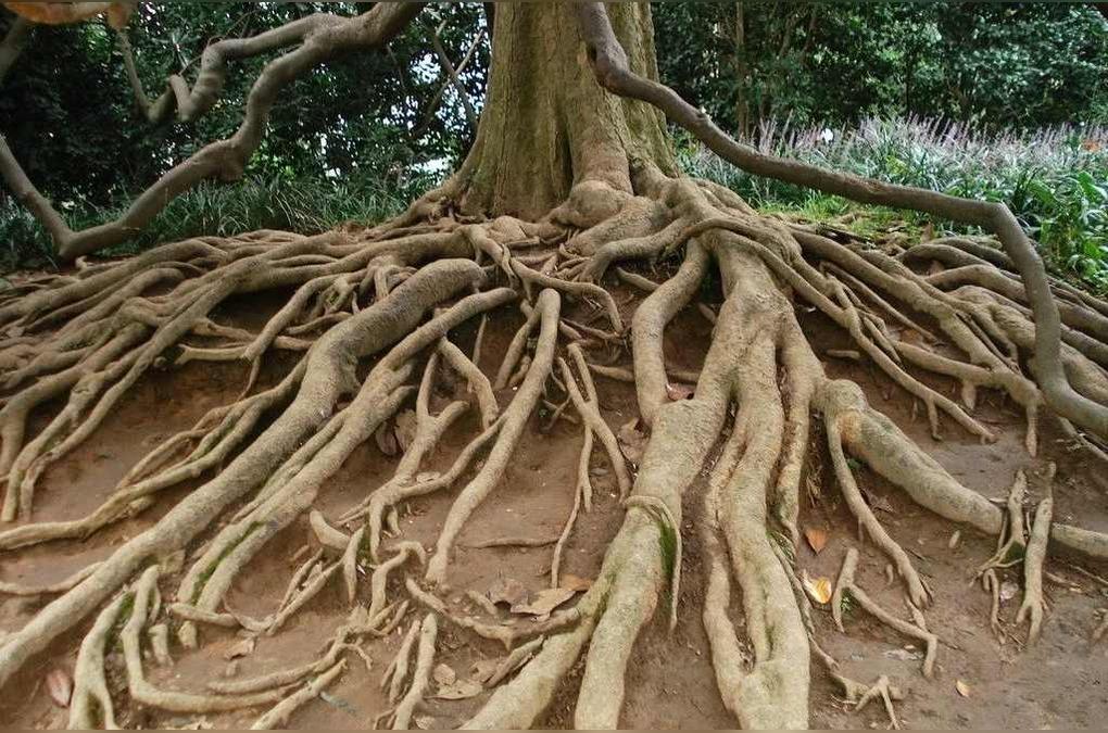 根系 草本木禾本科植物 头条百科