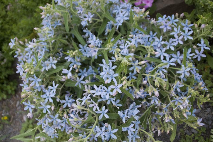 蓝星花 快懂百科