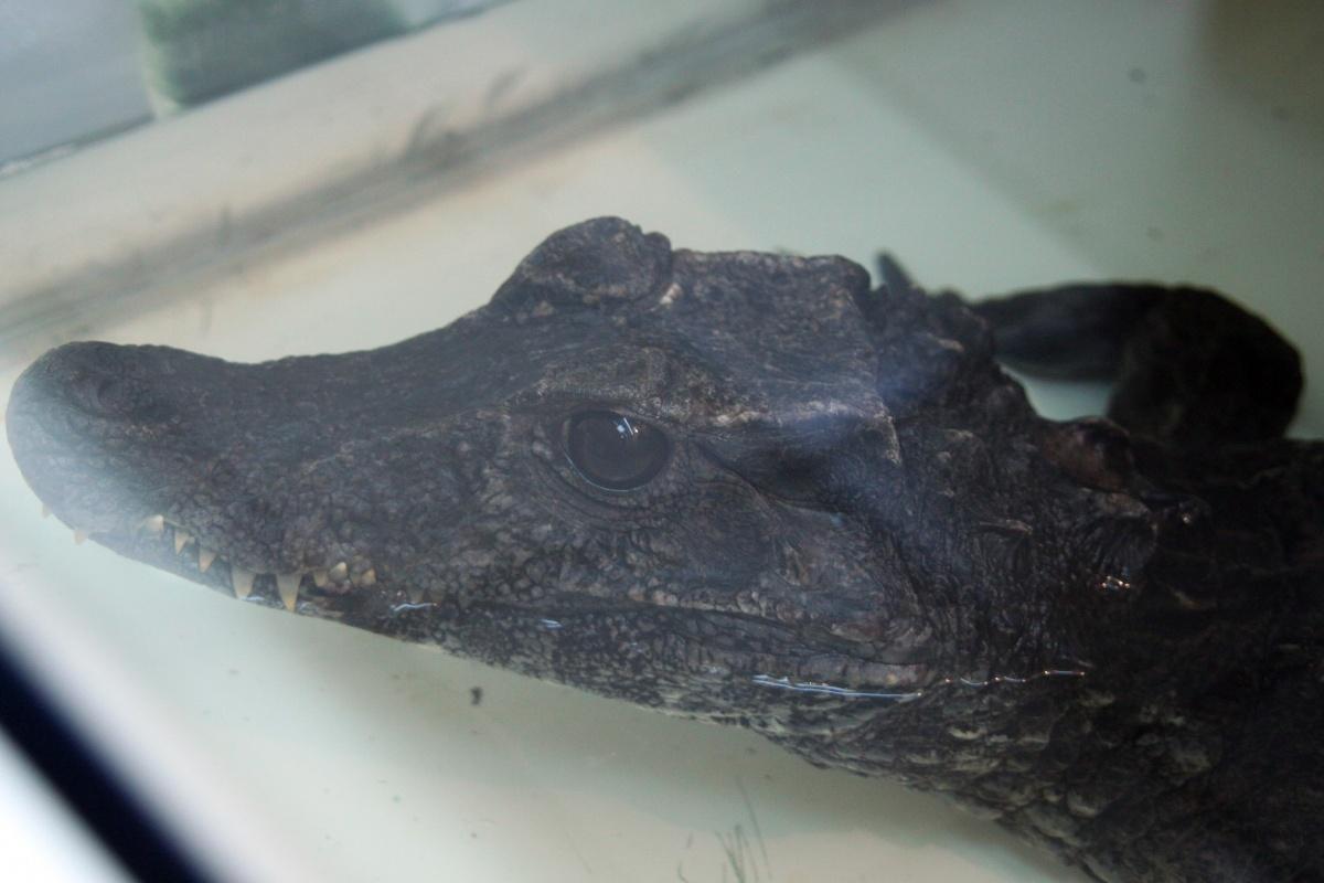 侧面的宽吻凯门鳄对模糊的背景。巴西潘塔纳尔湿地之类。照片摄影图片_ID:342778261-Veer图库