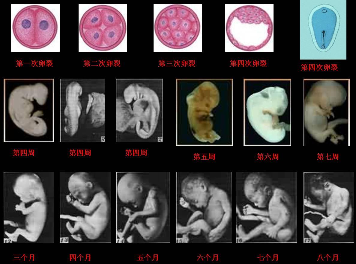 胚胎发育的基本过程图片