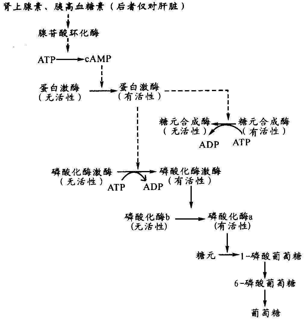 胰高血糖素_简要概述_组织结构_主要作用 - 头条百科