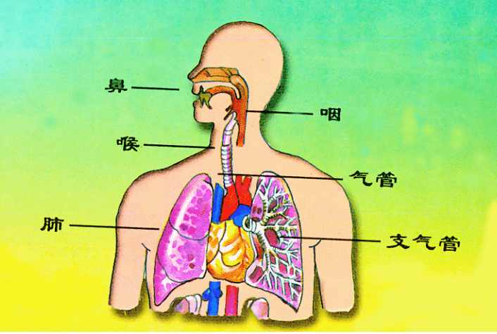 呼吸器官 快懂百科