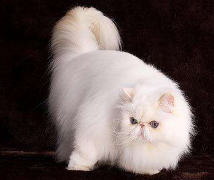 长毛猫 长毛猫 头条百科