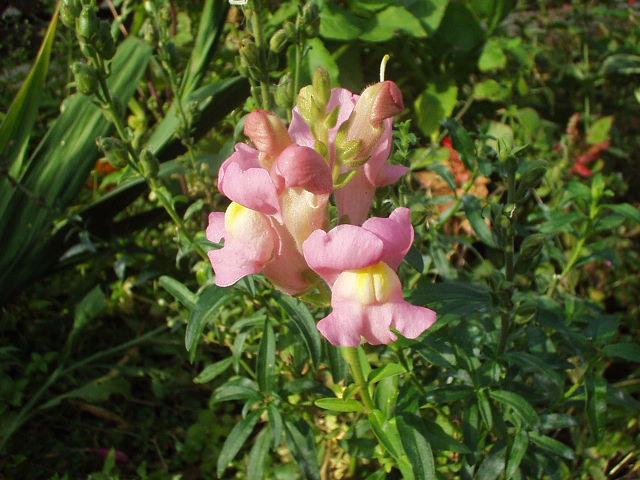 金鱼草 快懂百科