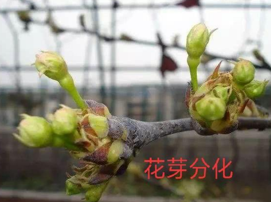 花芽分化 快懂百科