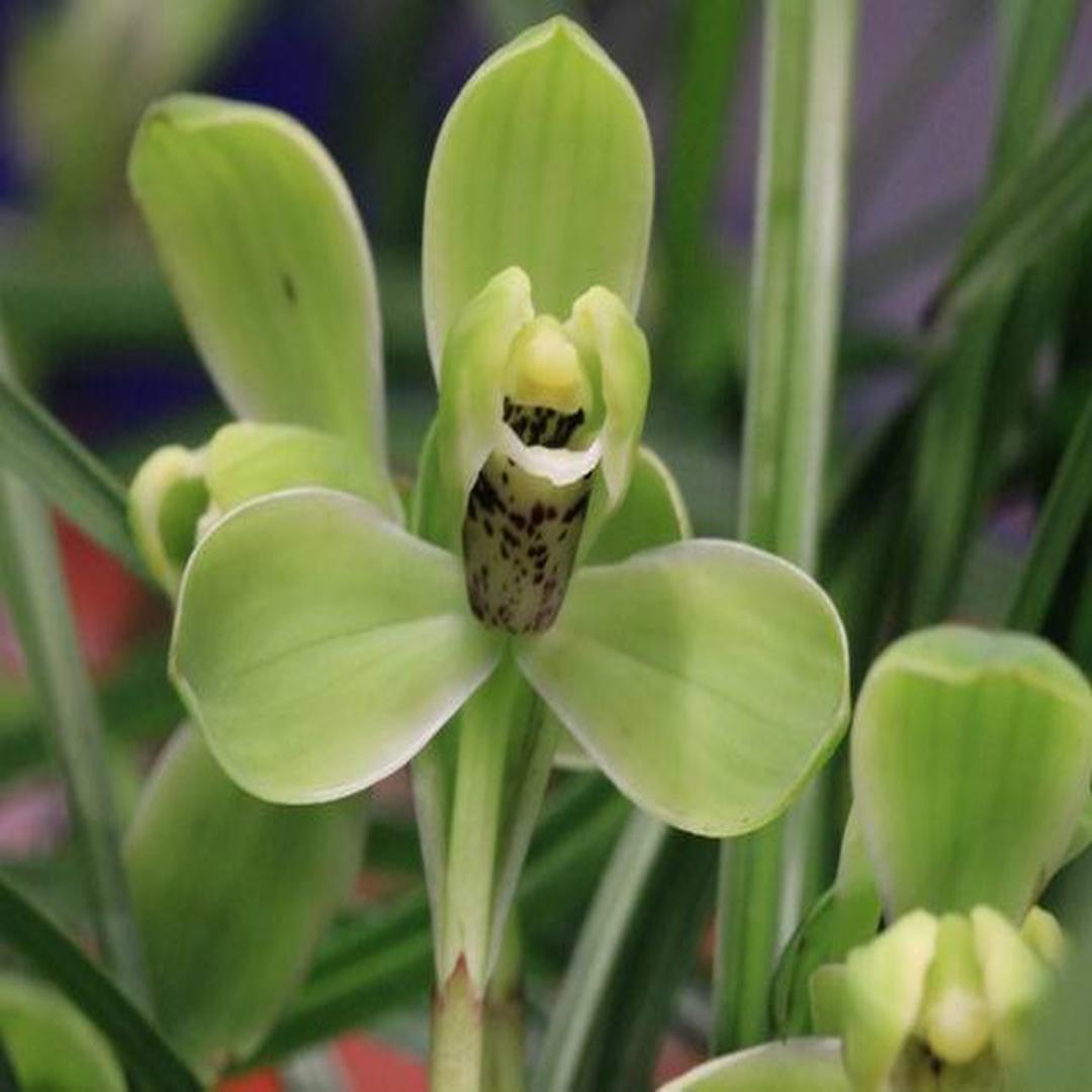 宋梅[春兰品种]