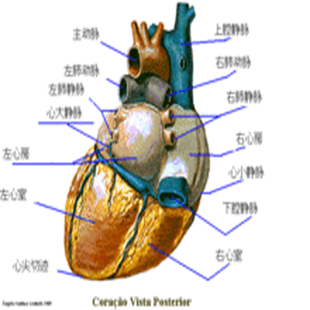 两栖动物的心脏结构图图片