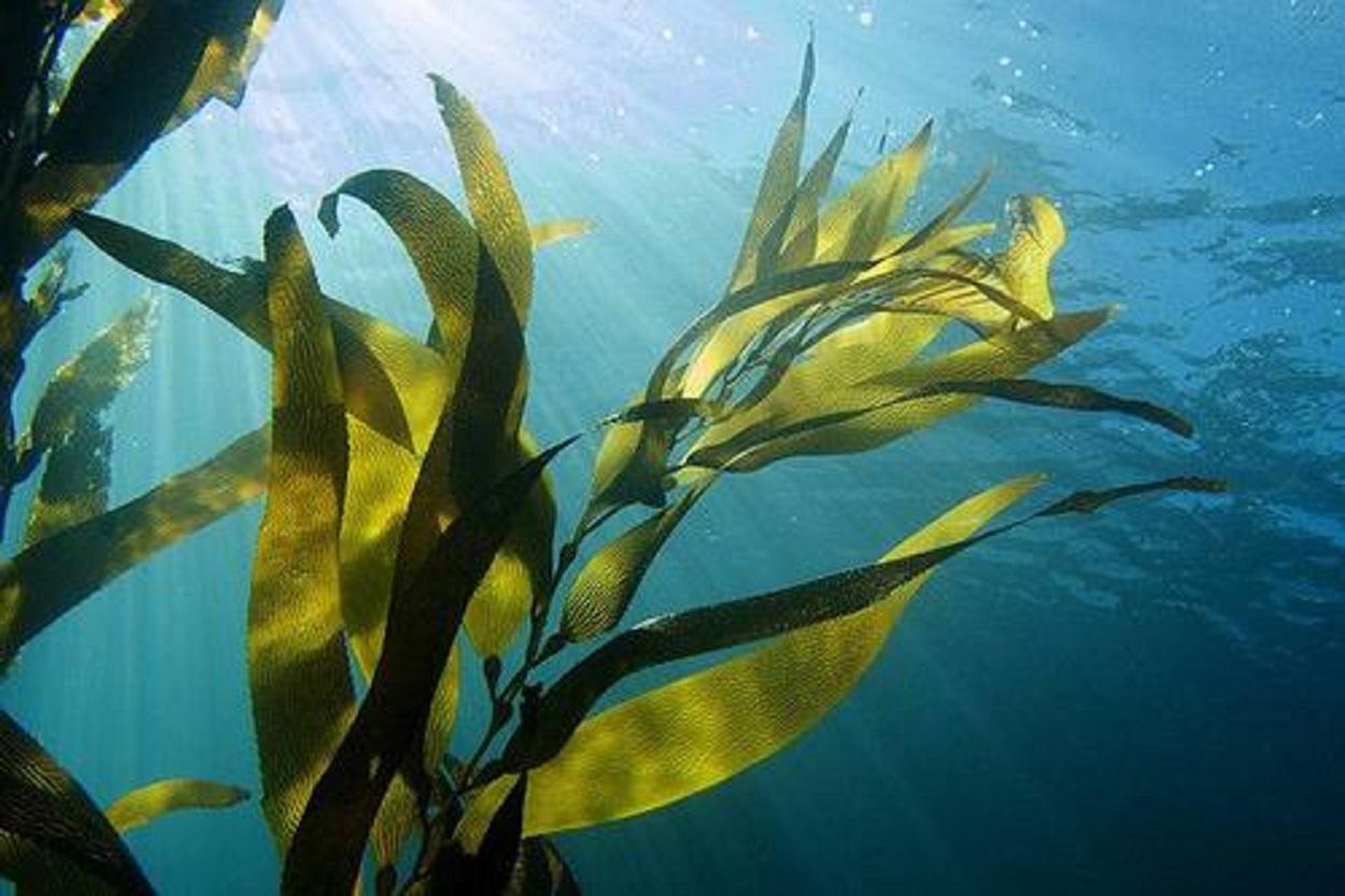 海藻球微景观生态瓶DIY水培植物创意办公室盆栽礼物套装夜光鱼缸-阿里巴巴