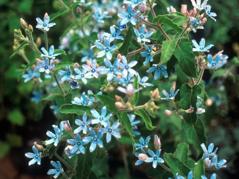 蓝星花 快懂百科