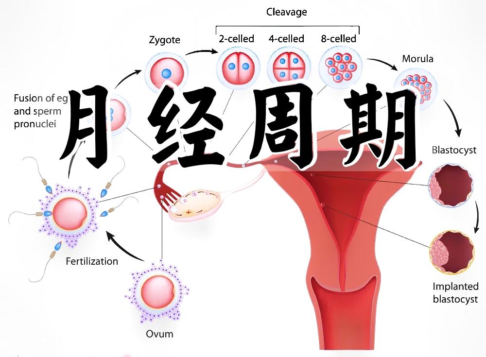 月经周期 快懂百科 1854