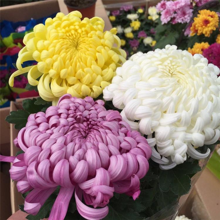 食用菊 快懂百科