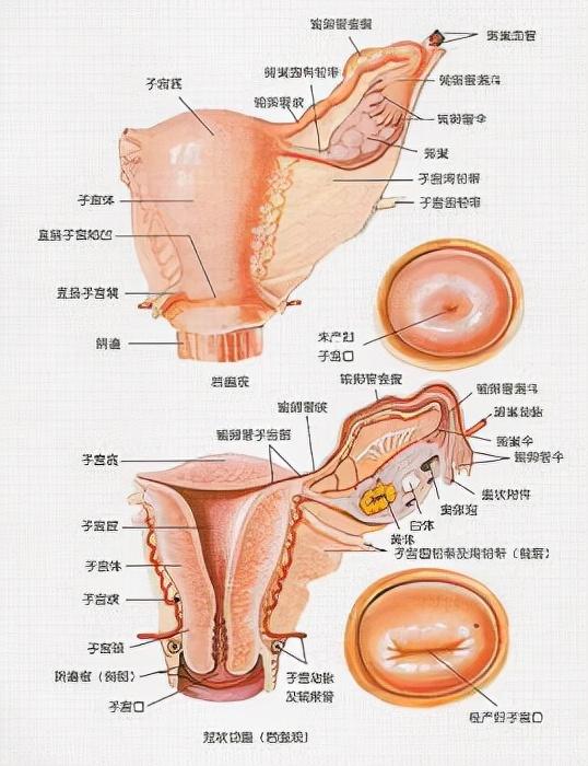 子宫附件 头条百科