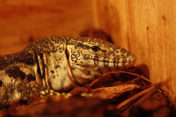 尼罗河巨蜥 快懂百科