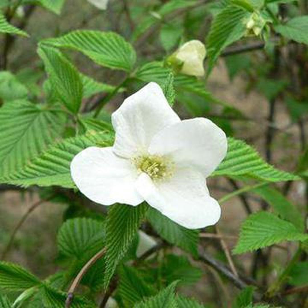 三角草 禾本目禾本科植物 头条百科