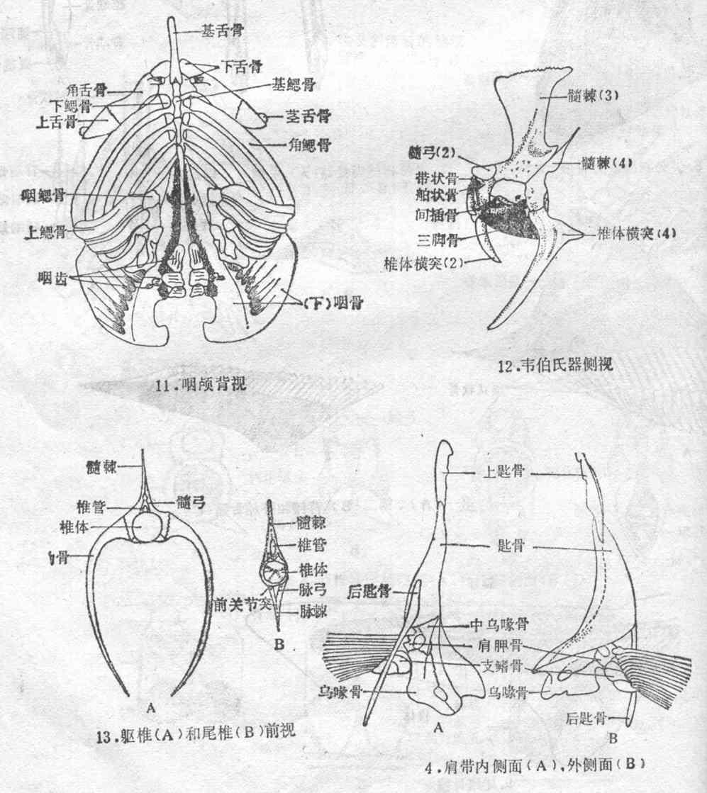 基鳃骨 头条百科