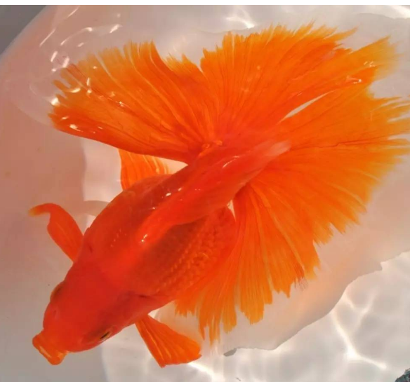 日本金鱼 快懂百科