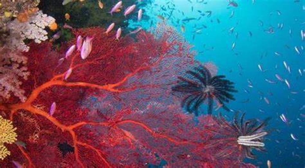 古珊瑚礁[古珊瑚礁] - 抖音百科