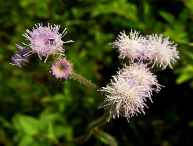 紫花藿香蓟 快懂百科