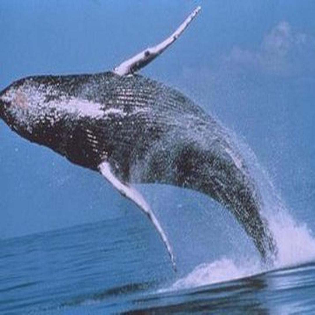 黑露脊鲸标本图片