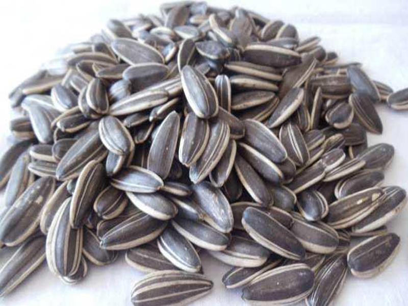 葵花籽 快懂百科