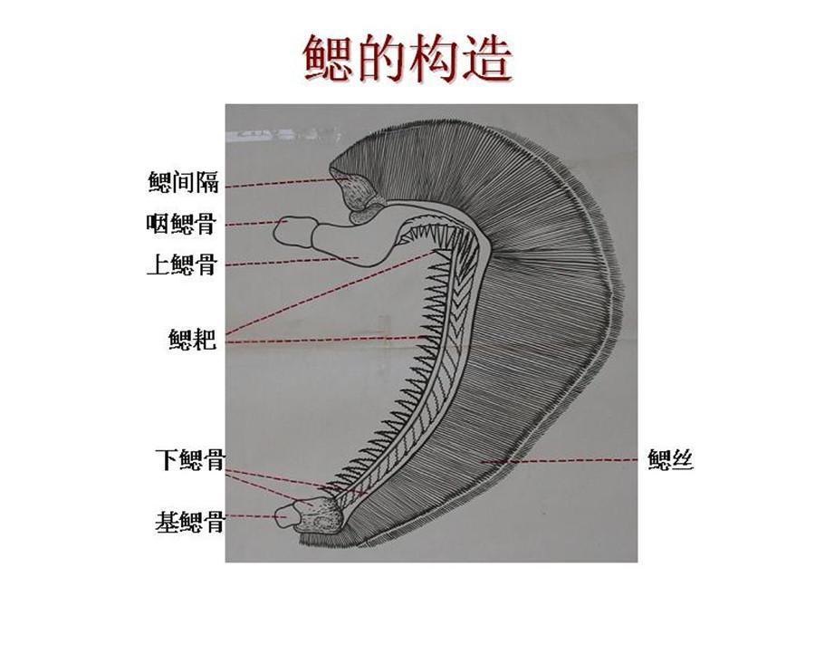 鳃裂 快懂百科