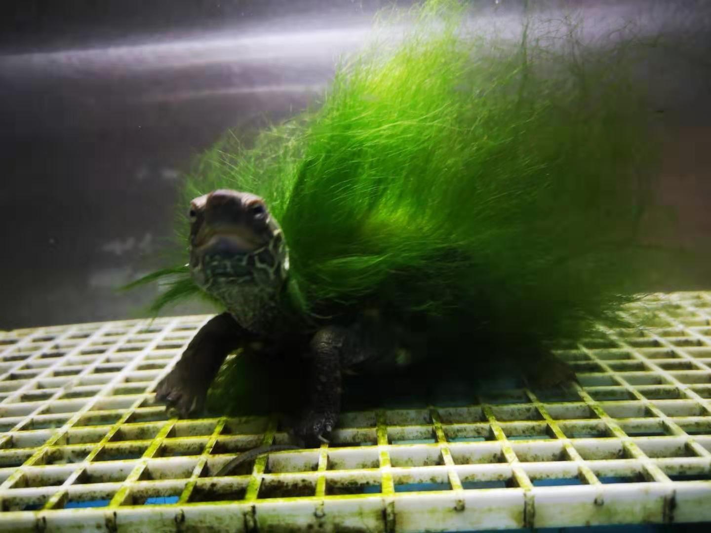 科普 | 一只精品绿毛龟的鉴别方法