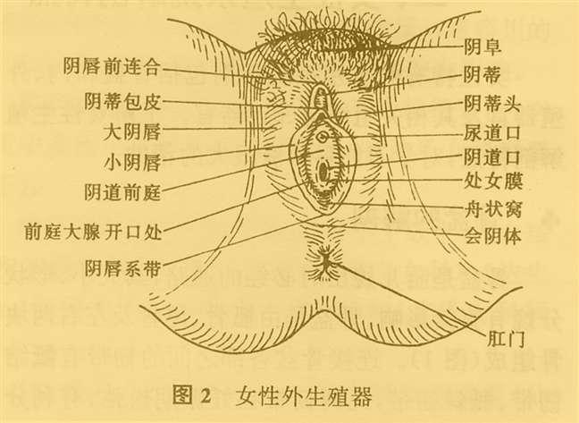 阴蒂包皮 快懂百科