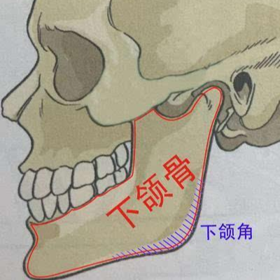 下颚 - 快懂百科