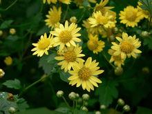 菊科植物 快懂百科