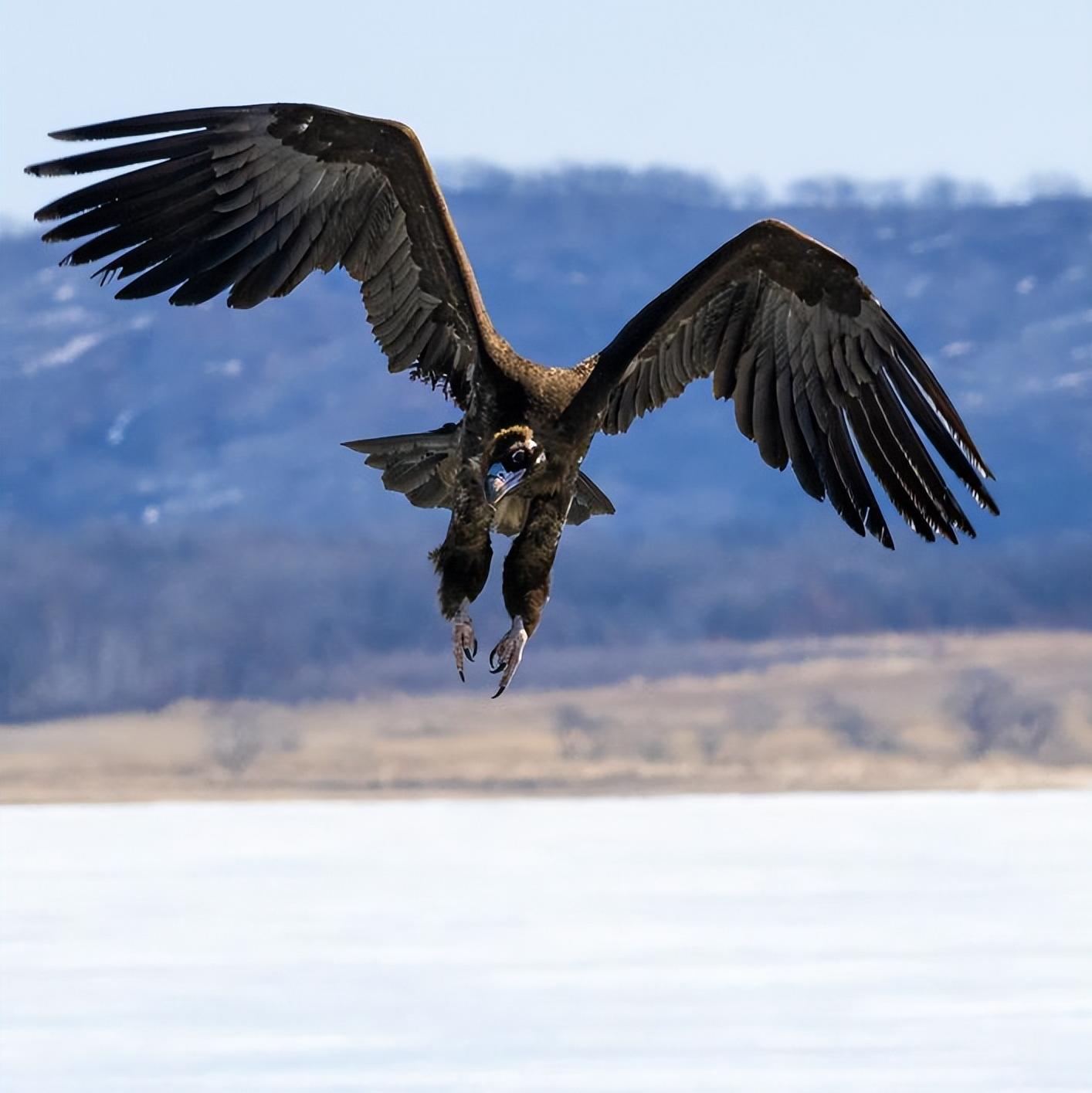 秃鹫-兰州鸟类-图片