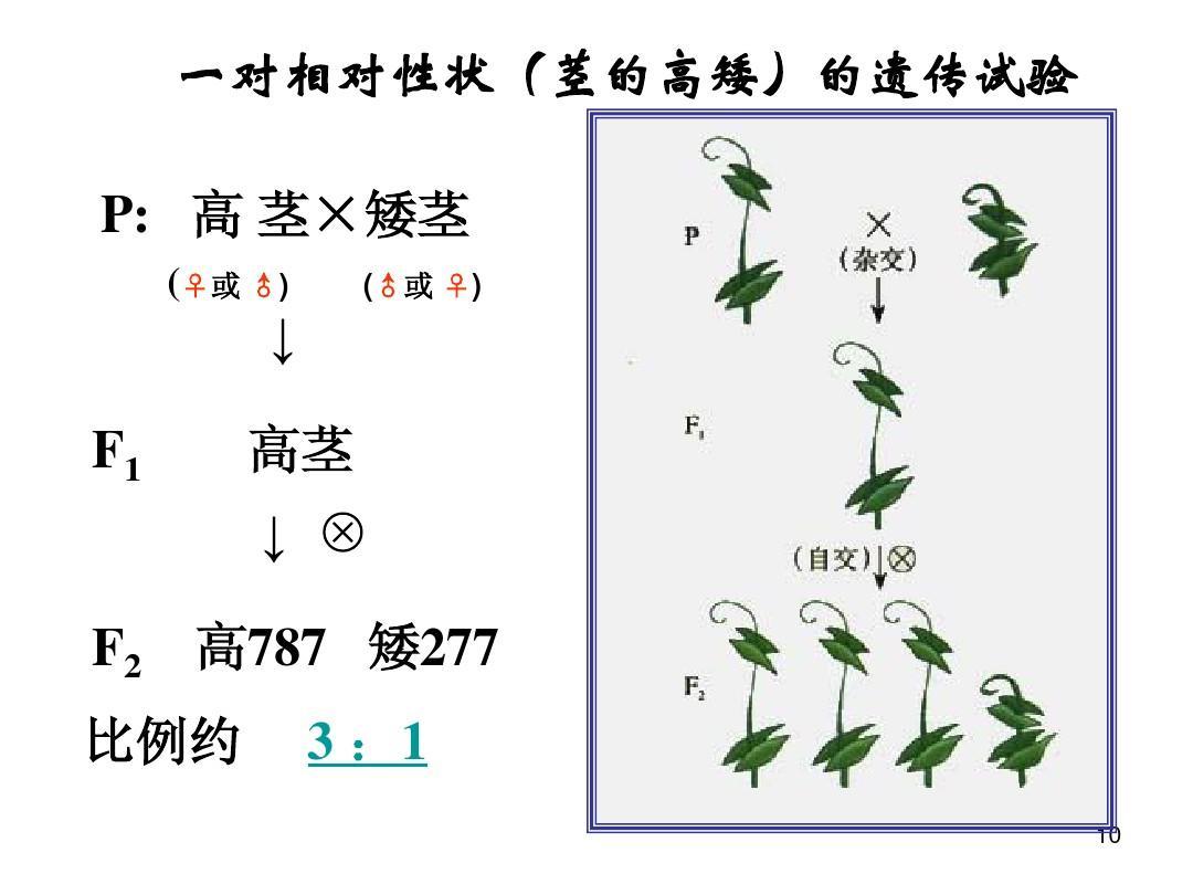 基因分离定律 快懂百科