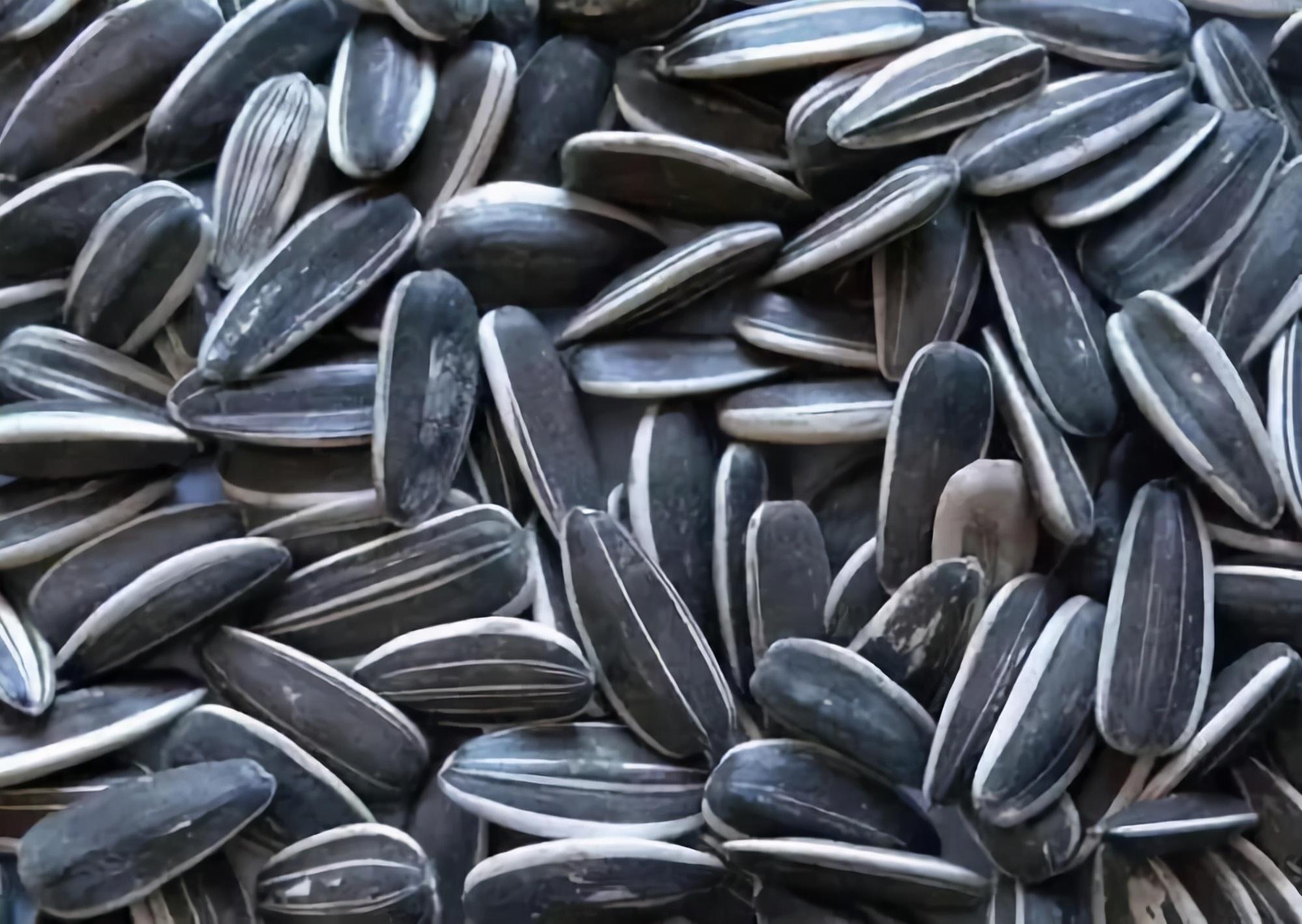 葵花籽 快懂百科