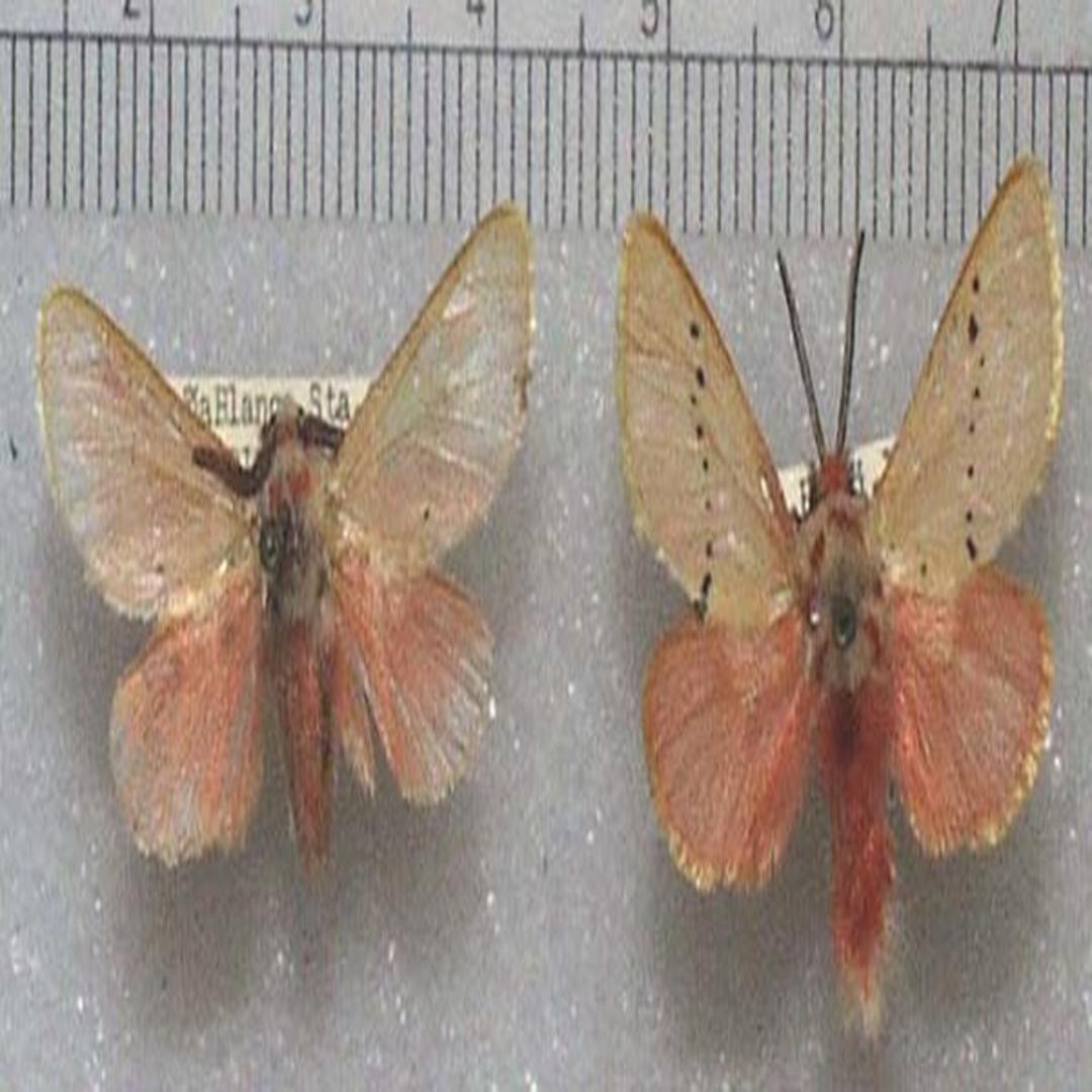 我国常见的有蝉寄蛾epipomponia o