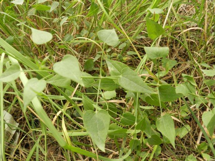 茜草根 快懂百科