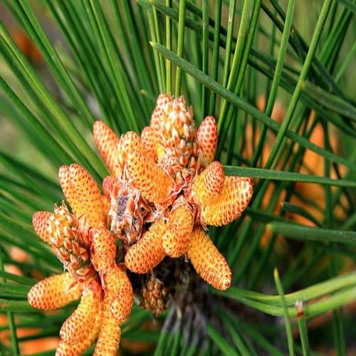 破壁松花粉 快懂百科