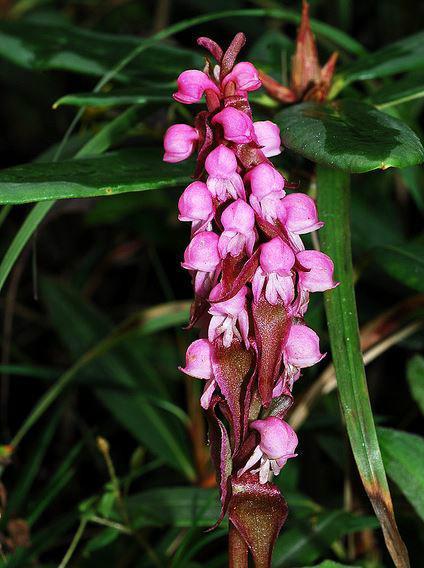 缘毛鸟足兰 快懂百科
