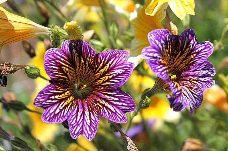 大花美人襟 快懂百科