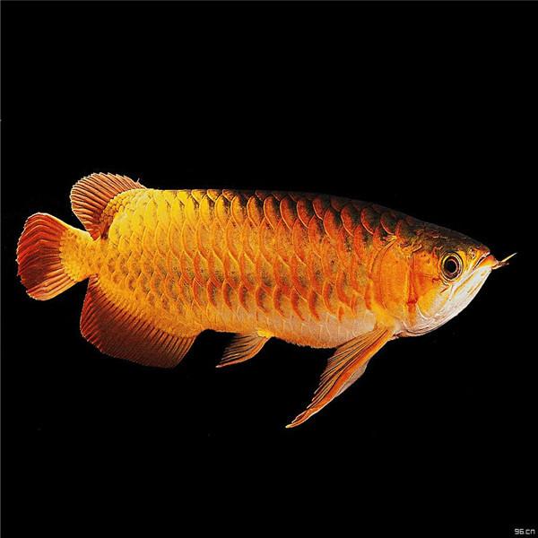 金龙鱼 快懂百科