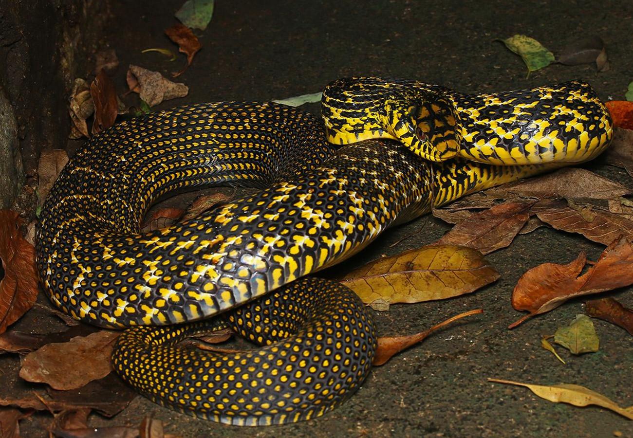 2021年国内发表蛇类新物种小结 - 知乎